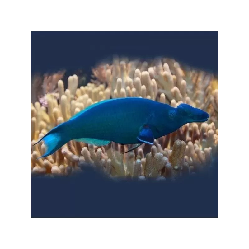 Gomphosus Caeruleus green M