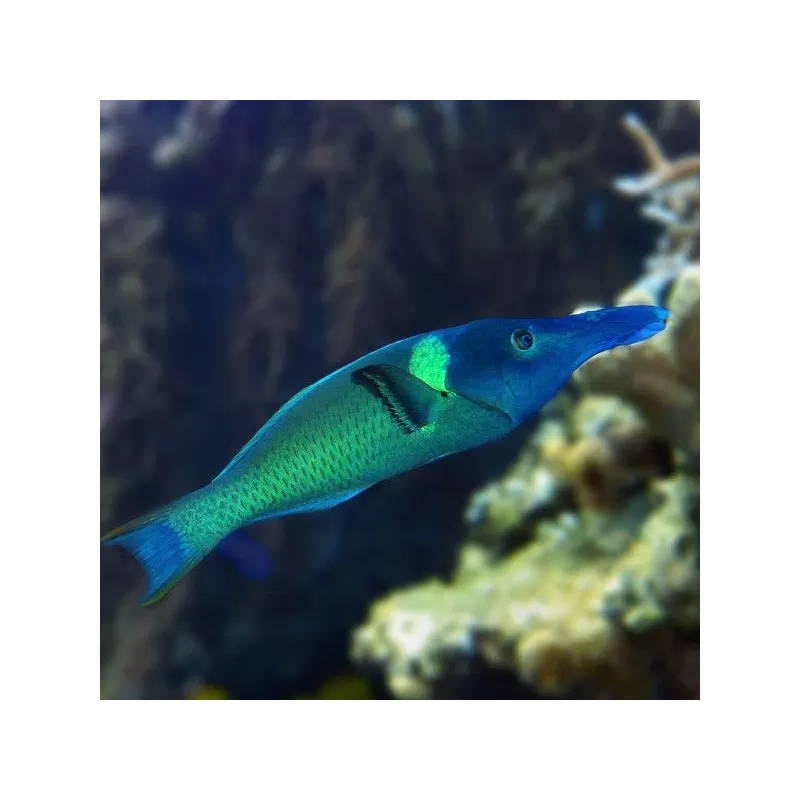 gomphosus caeruleus green L