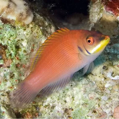 Pseudocheilinus Evanidus