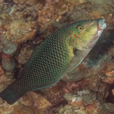 hemmigymnus melapterus