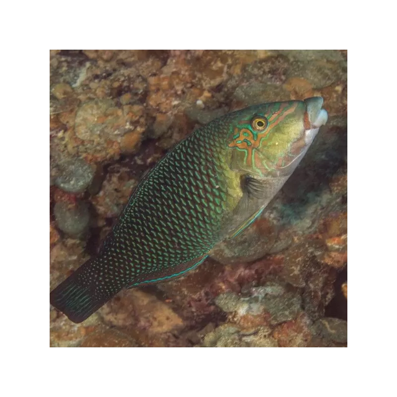 hemmigymnus melapterus