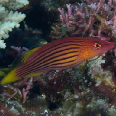 pseudocheilinus octotaenia