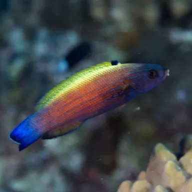 Labropsis Xanthonota