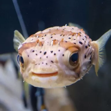 Diodon Holacanthus M 8 12cm