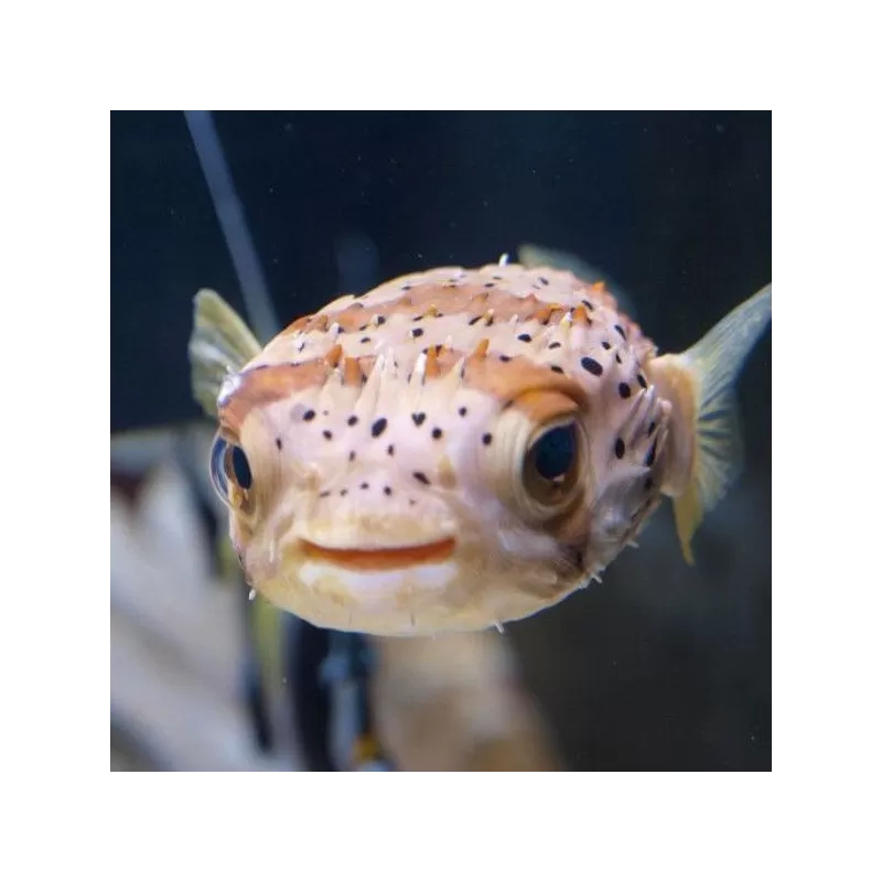 Diodon Holacanthus M 8 12cm