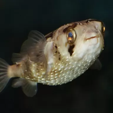 diodon holacanthus XL 15 20cm