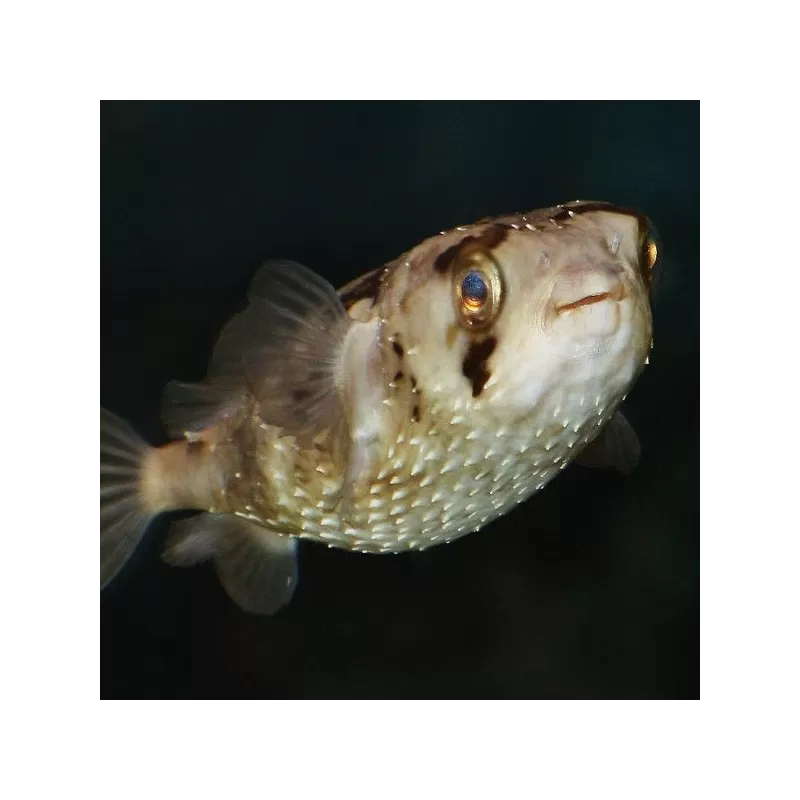 diodon holacanthus XL 15 20cm