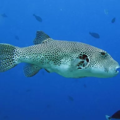 arothron stellatus M 10 15cm