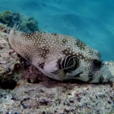 Arothron Hispidus (M)