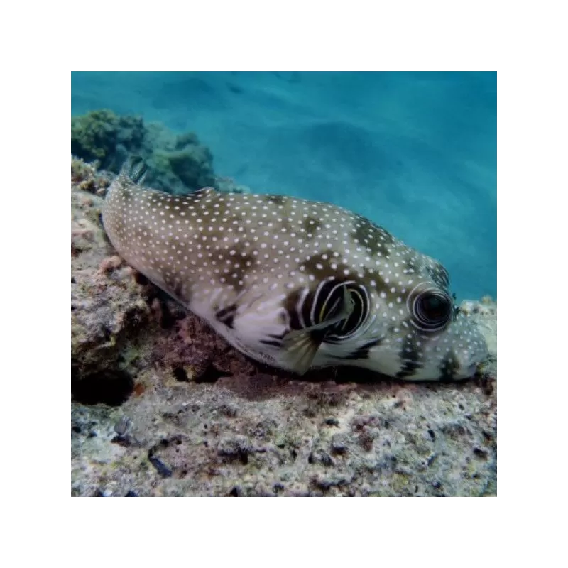 Arothron Hispidus (M)