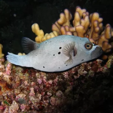 Arothron Nigropunctatus 