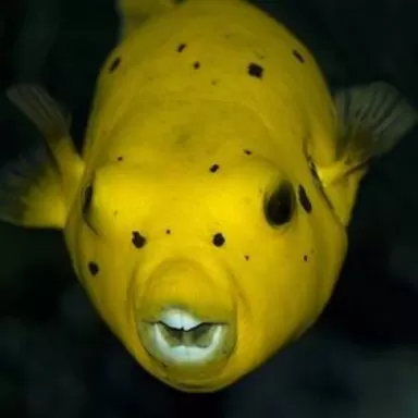 arothron meleagris L 15 20cm