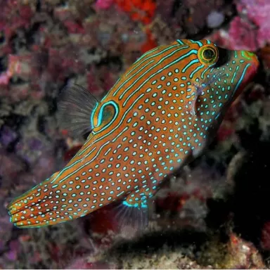 Canthigaster Solandri M