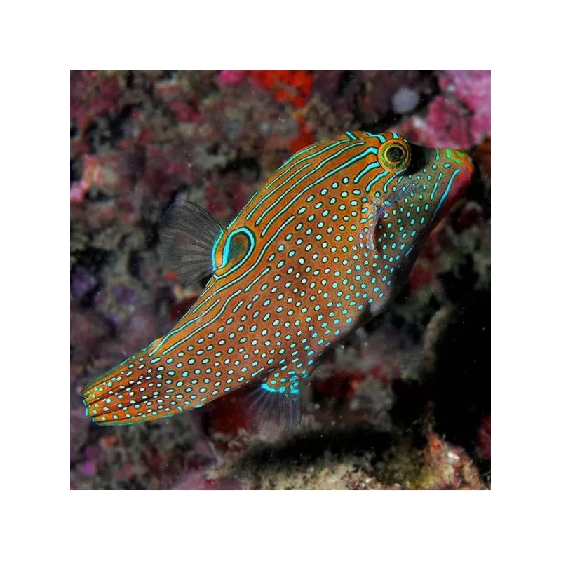 Canthigaster Solandri M