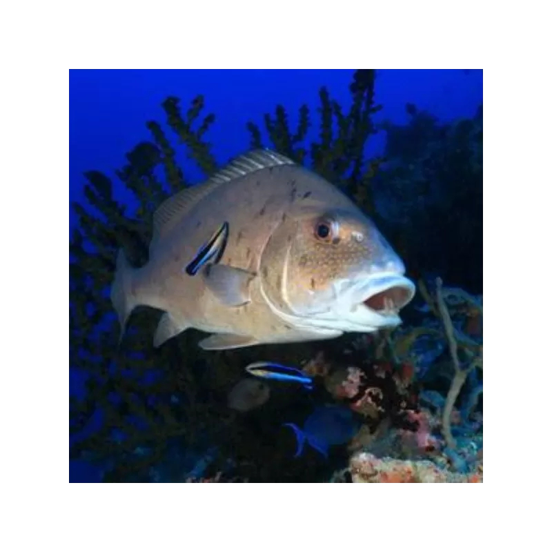 plectorhinchus pictus 7 12 cm