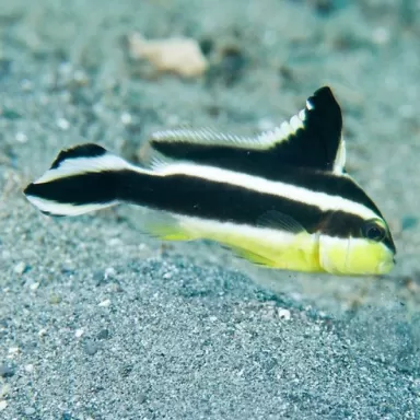 Plectorhinchus Diagrammus M 4 7cm