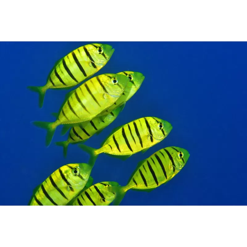 Gnathanodon Speciosus S 5cm