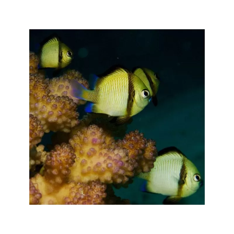 dascyllus reticulatus