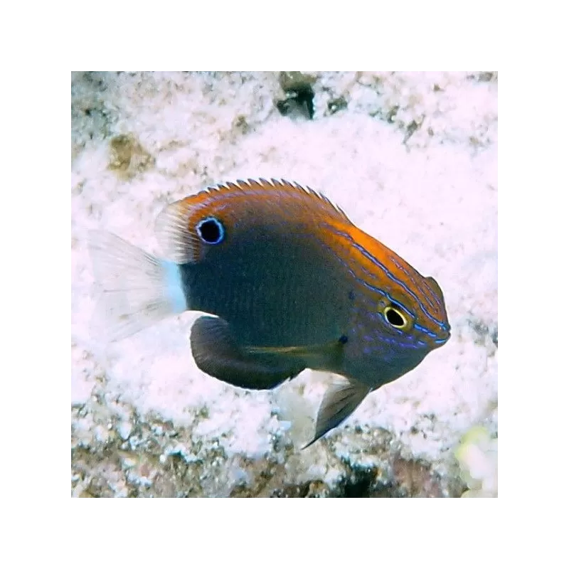 Pomacentrus Bankanensis