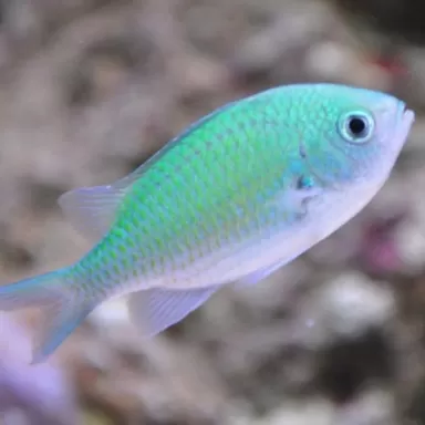Chromis Viridis