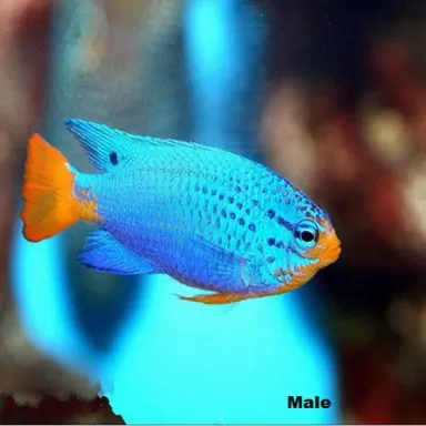 Chrysiptera Cyanea orange tail