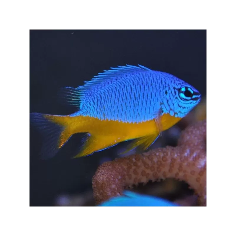 Chrysiptera Hemicyanea