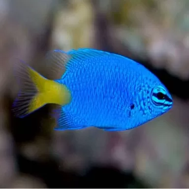 chrysiptera parasema