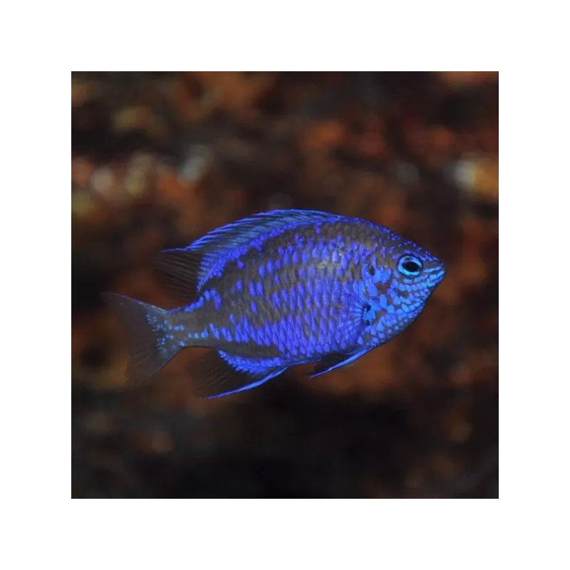 chrysiptora springeri