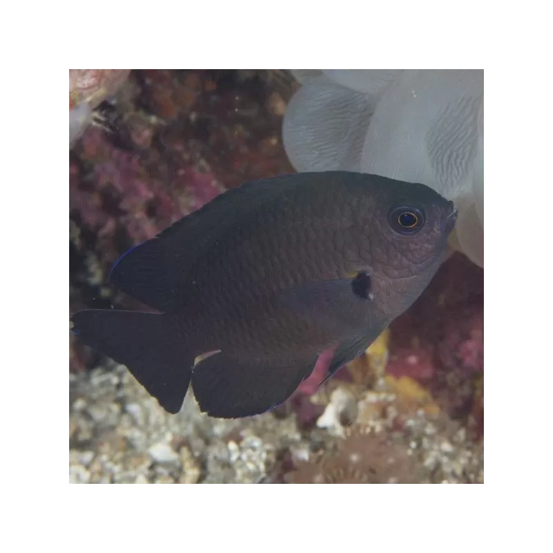 neoglyphidodon crossi