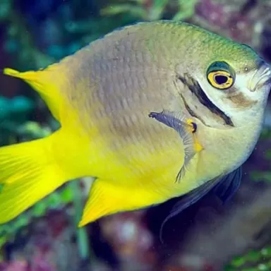 Neoglyphidodon Nigroris