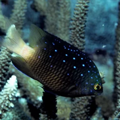 Microspathodon Chrysurus