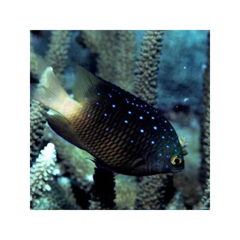 Microspathodon Chrysurus