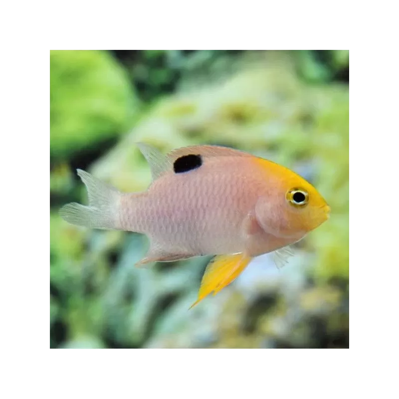 chrysiptera talbotti