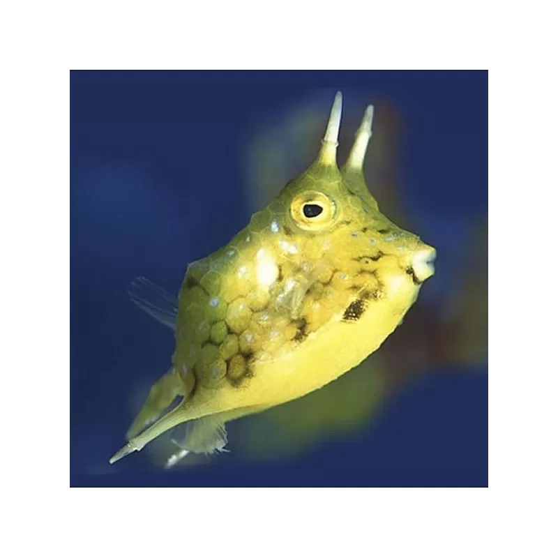 lactoria cornuta M 6 10cm