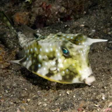 Lactoria Cornuta S 3 6cm