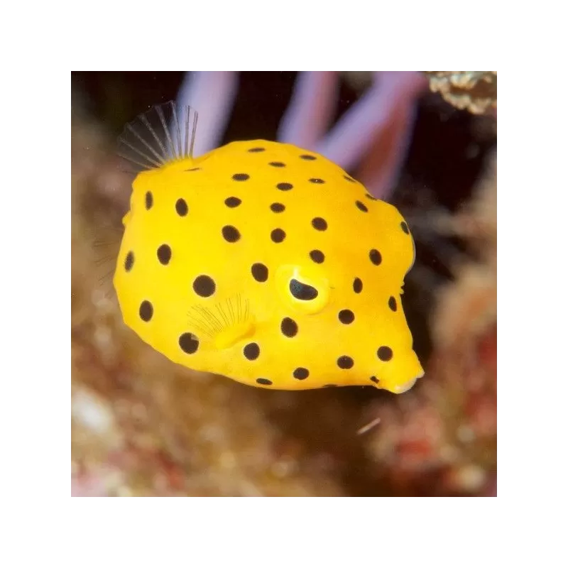 Ostracion Cubicus S 3cm