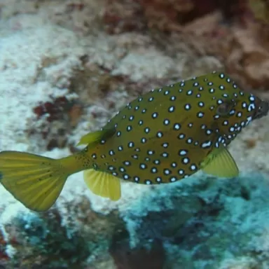 Ostracion Cubicus S 3cm