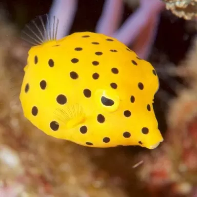 ostracion cubicus L 5 8cm