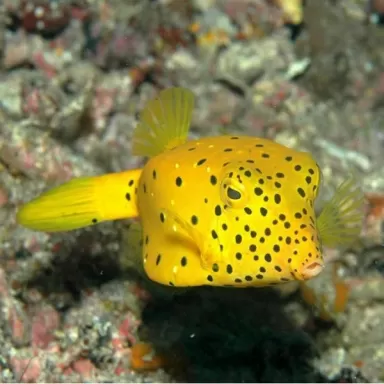 ostracion cubicus L 5 8cm