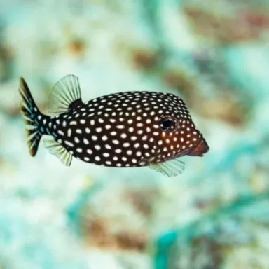 ostracion meleagris m female