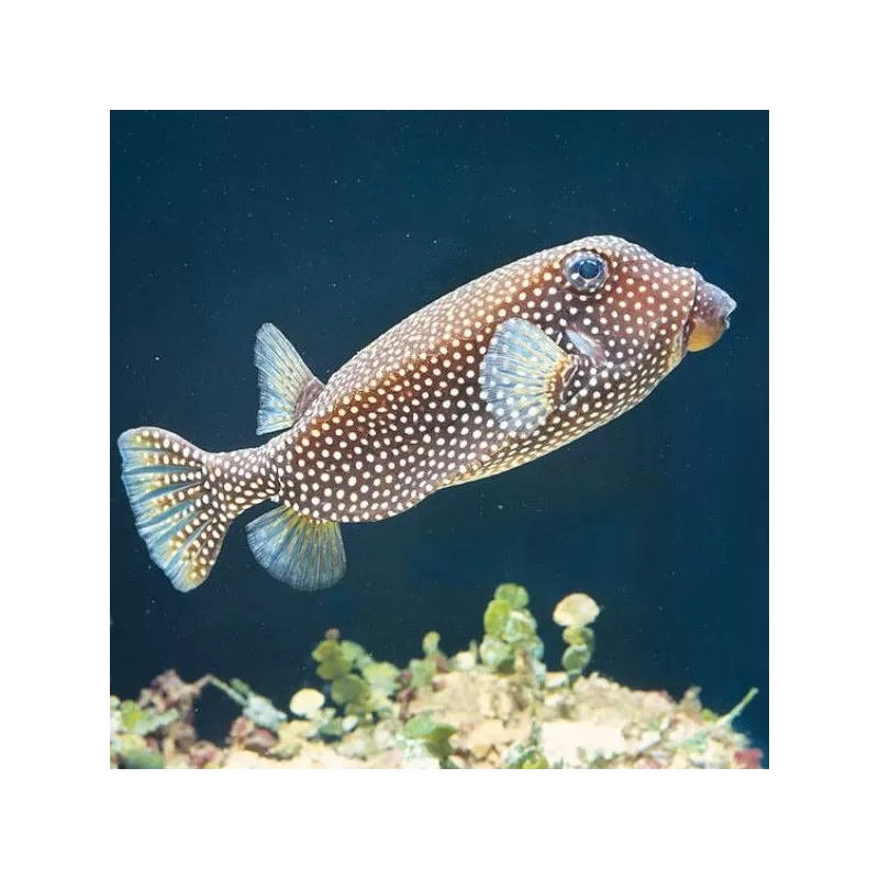 ostracion meleagris m female