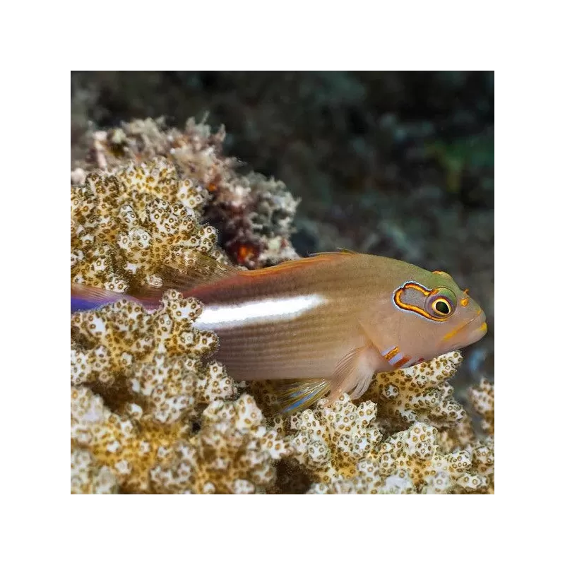 Paracirrhites Arcuatus