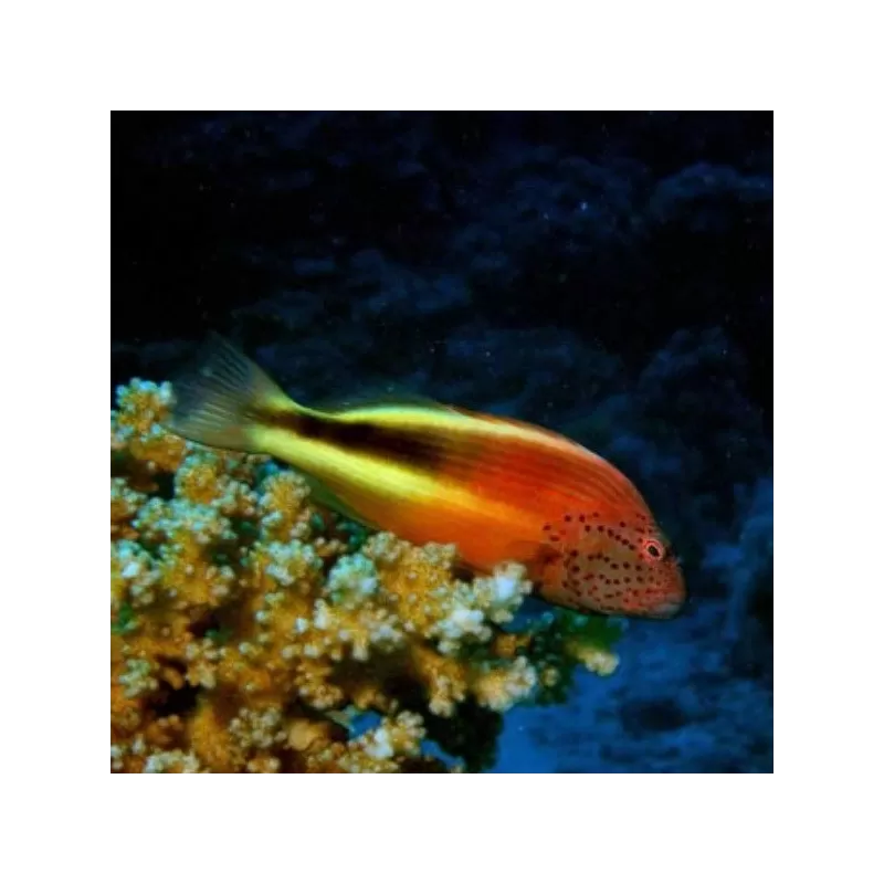 Paracirrhites Forsteri