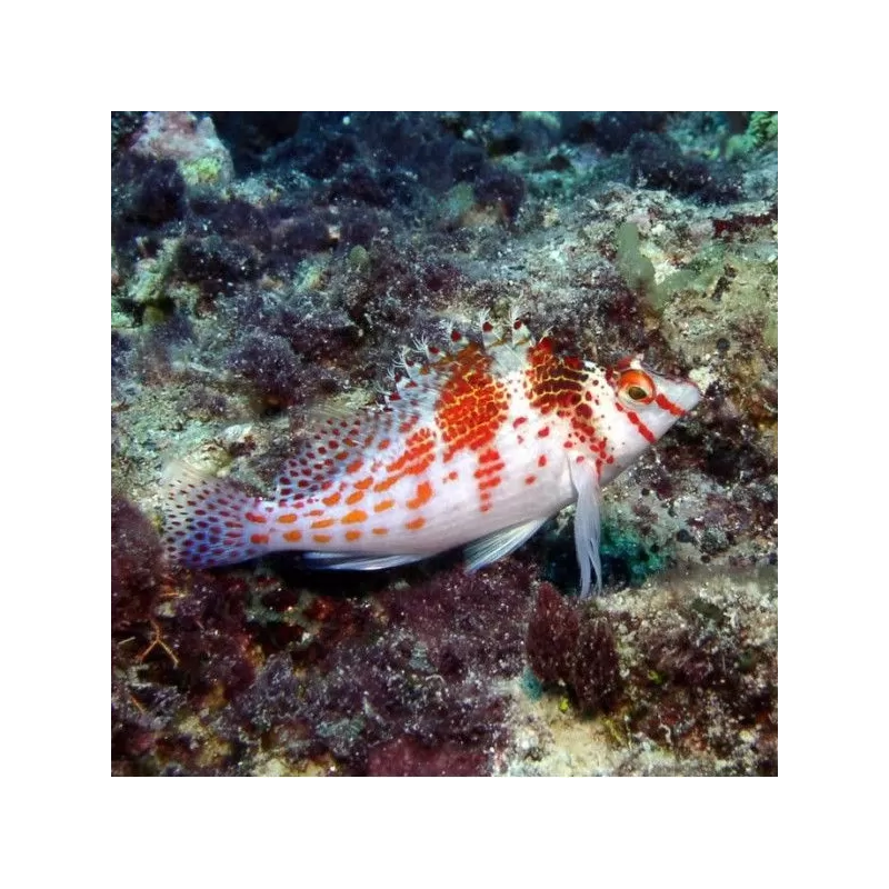 Cirrhitichthys Falco