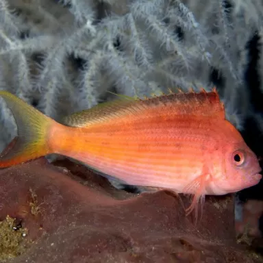 cyprinocirrhites polyactis