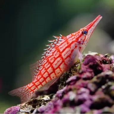 Oxycirrhites Typus M