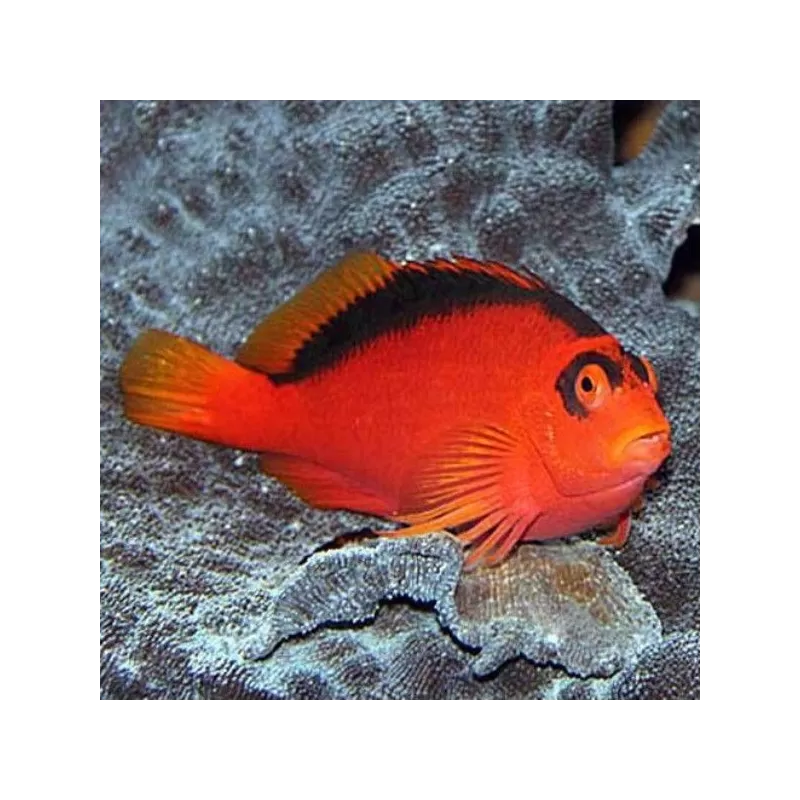 neocirrhites armatus