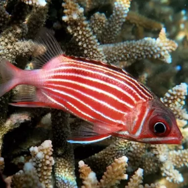 Sargocentron Diadema