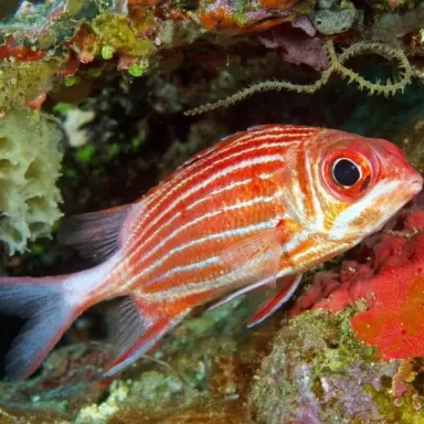 Sargocentron Diadema