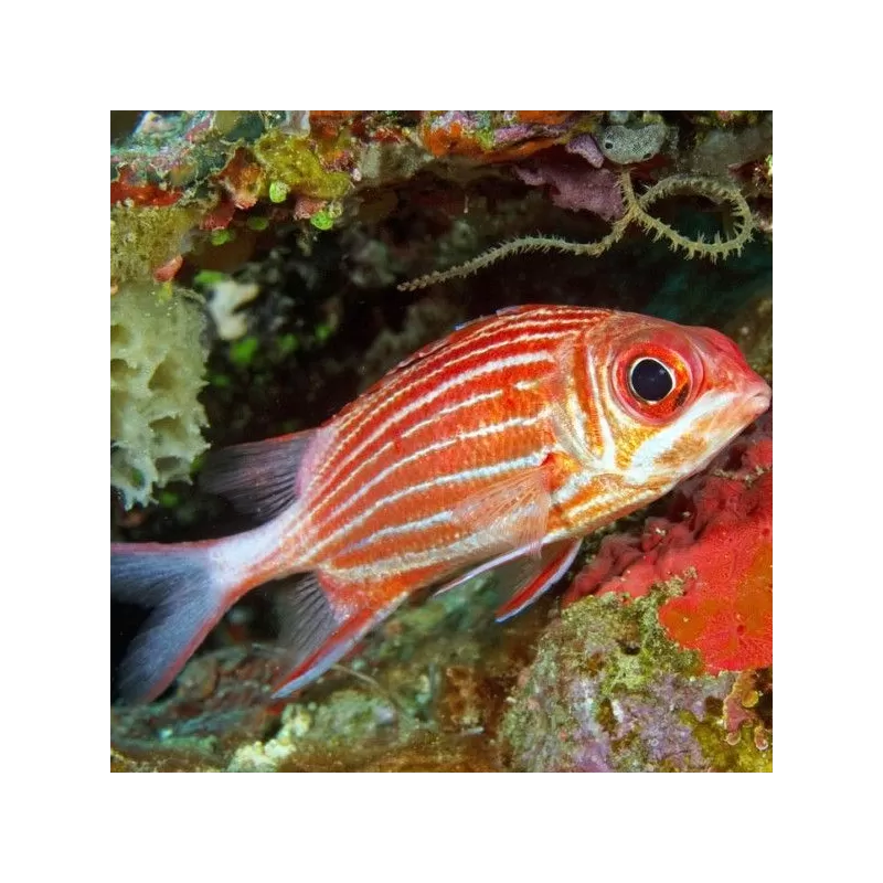 Sargocentron Diadema